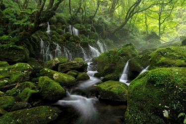 【2022年版】奄美大島のスーパーでも買えるおすすめお土産8選！